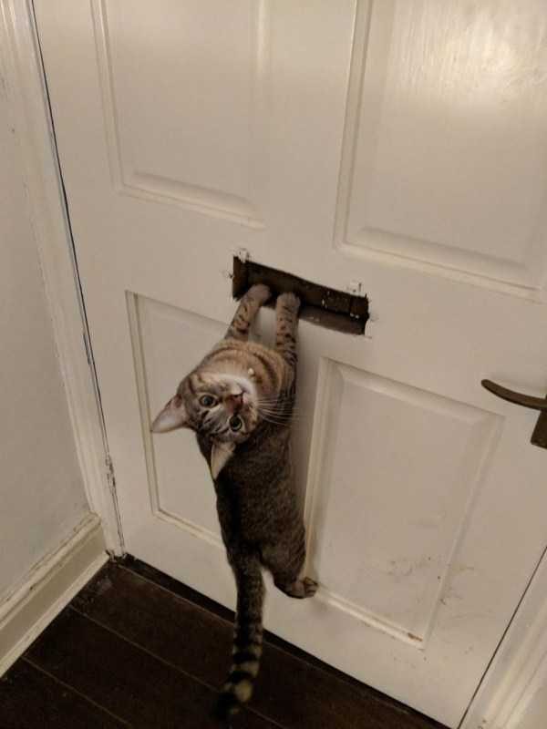 funny animals 25 1 600x800 Get Ready For Funny Animals – Part 29 (52 photos)