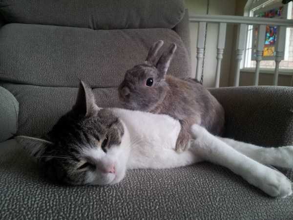 Get Ready For Funny Animals – Part 41 (49 photos)