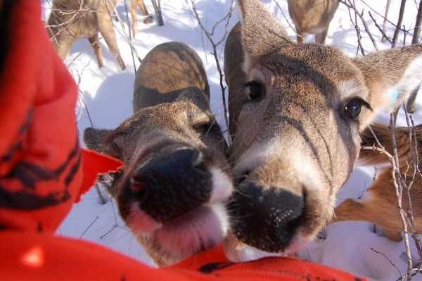 funny animals 25 9 600x399 Get Ready For Funny Animals – Part 37 (45 photos)