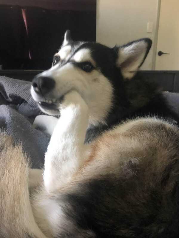 Get Ready For Funny Animals – Part 30 (45 photos)