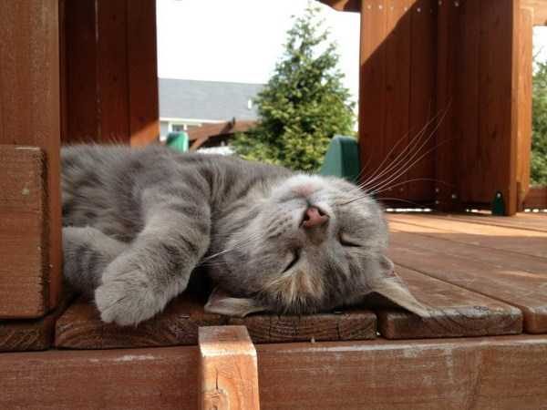 funny animals 26 9 600x450 Get Ready For Funny Animals – Part 37 (45 photos)