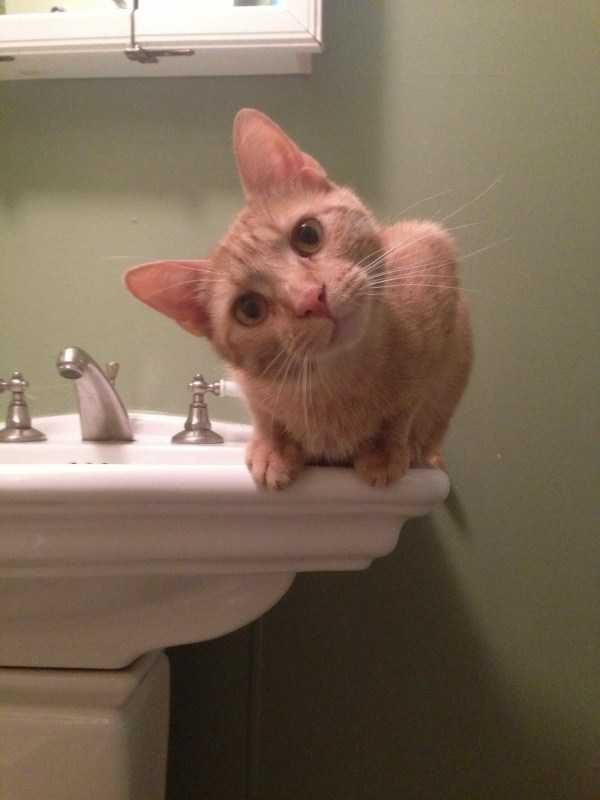 Get Ready For Funny Animals – Part 41 (49 photos)