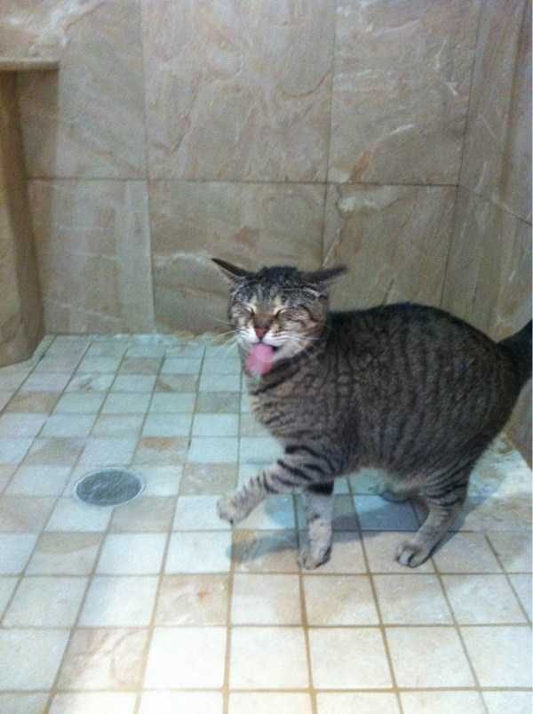 funny animals 27 9 600x803 Get Ready For Funny Animals – Part 37 (45 photos)