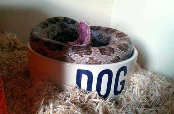 funny animals 28 1 600x394 Get Ready For Funny Animals – Part 29 (52 photos)