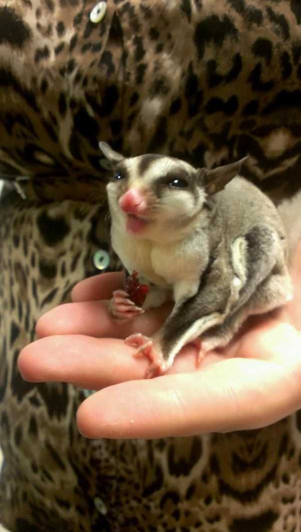 Get Ready For Funny Animals – Part 41 (49 photos)