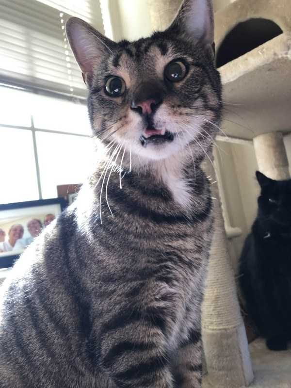 Get Ready For Funny Animals – Part 30 (45 photos)