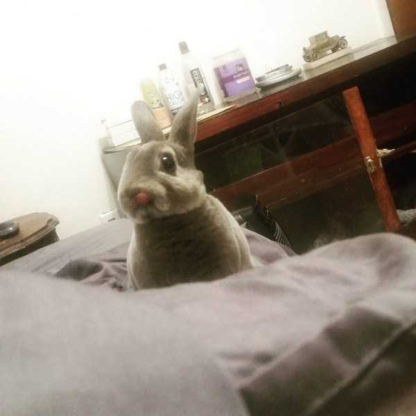 funny animals 28 9 600x600 Get Ready For Funny Animals – Part 37 (45 photos)