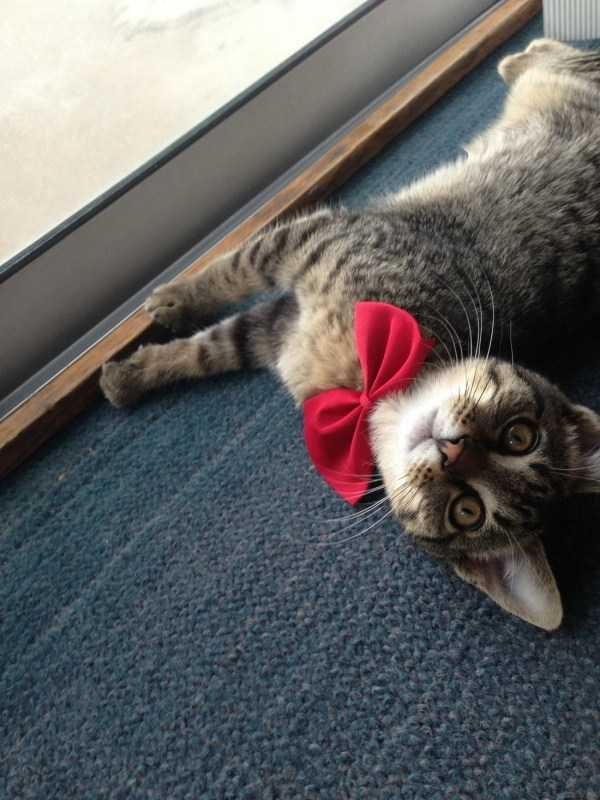 Get Ready For Funny Animals – Part 41 (49 photos)