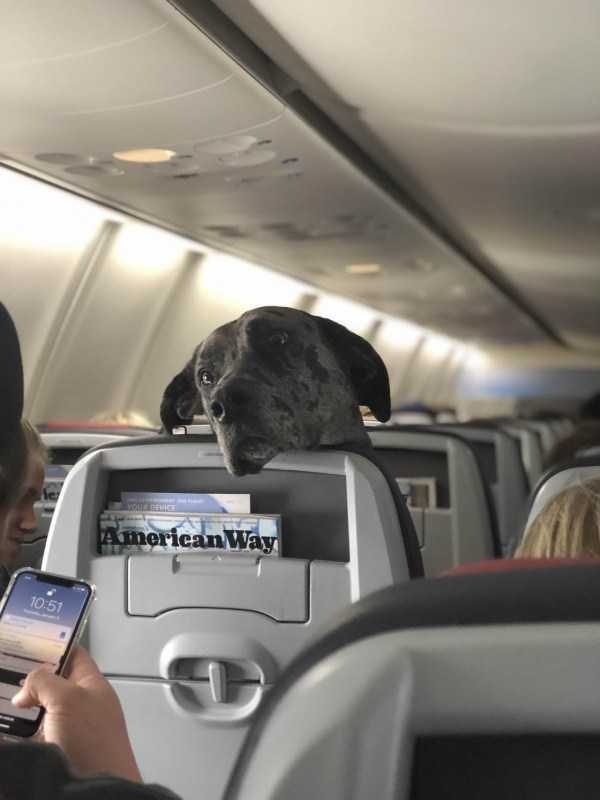 funny animals 29 9 600x800 Get Ready For Funny Animals – Part 37 (45 photos)