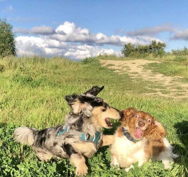 funny animals 30 1 600x563 Get Ready For Funny Animals – Part 29 (52 photos)