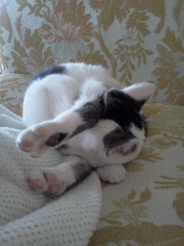 Get Ready For Funny Animals – Part 41 (49 photos)