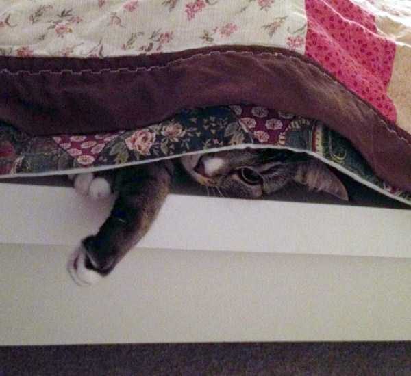 Get Ready For Funny Animals – Part 30 (45 photos)