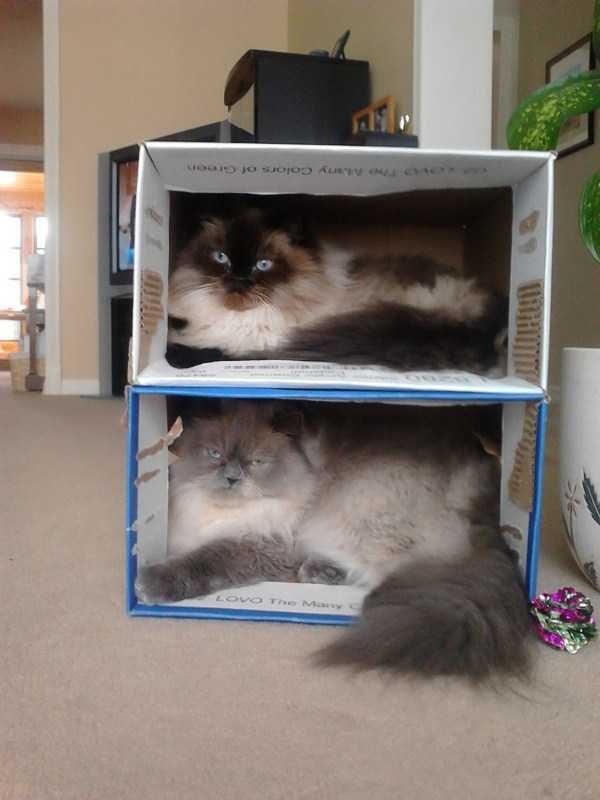 Get Ready For Funny Animals – Part 36 (56 photos)