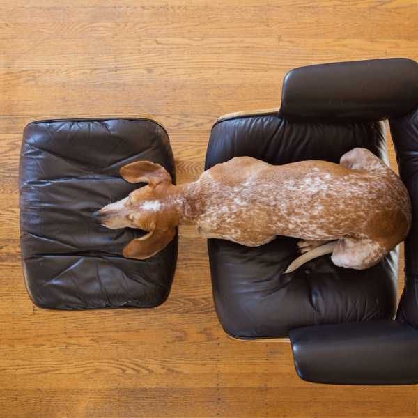 Get Ready For Funny Animals – Part 30 (45 photos)