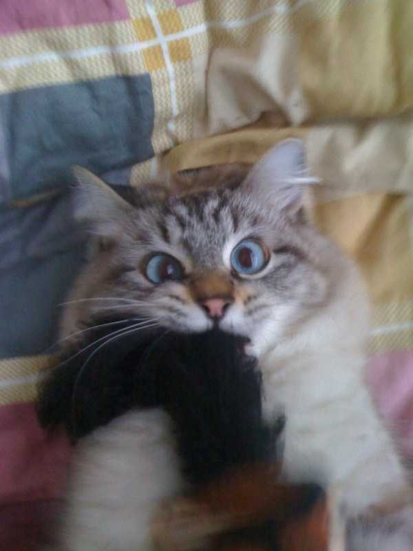 Get Ready For Funny Animals – Part 36 (56 photos)