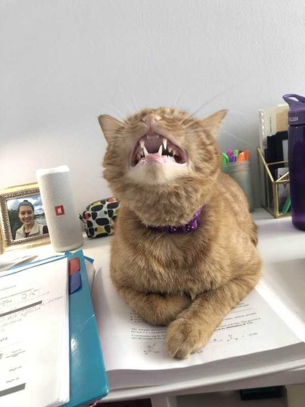 funny animals 32 1 600x800 Get Ready For Funny Animals – Part 29 (52 photos)