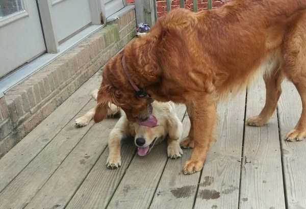 Get Ready For Funny Animals – Part 41 (49 photos)