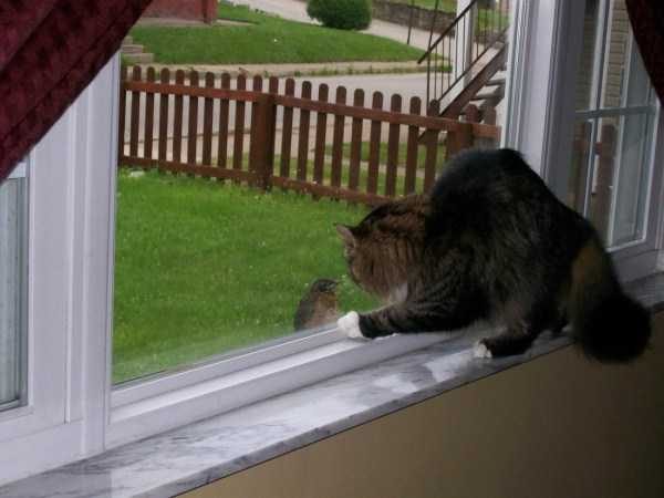 Get Ready For Funny Animals – Part 36 (56 photos)