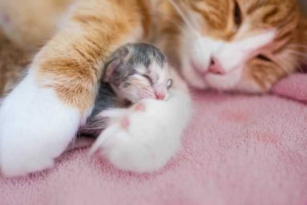 funny animals 32 9 600x400 Get Ready For Funny Animals – Part 37 (45 photos)