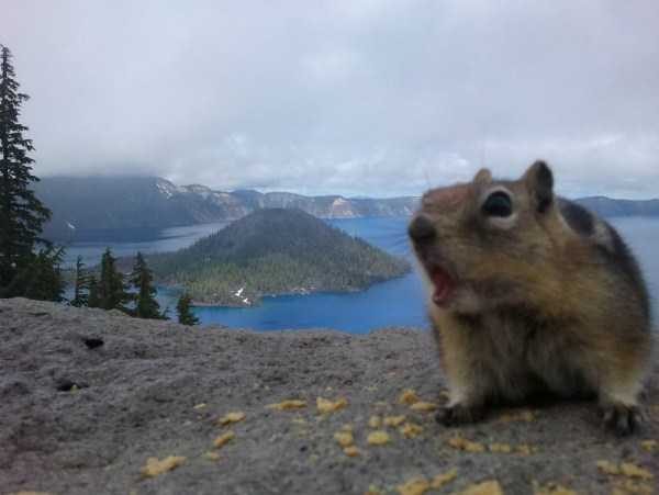 funny animals 33 1 600x451 Get Ready For Funny Animals – Part 29 (52 photos)