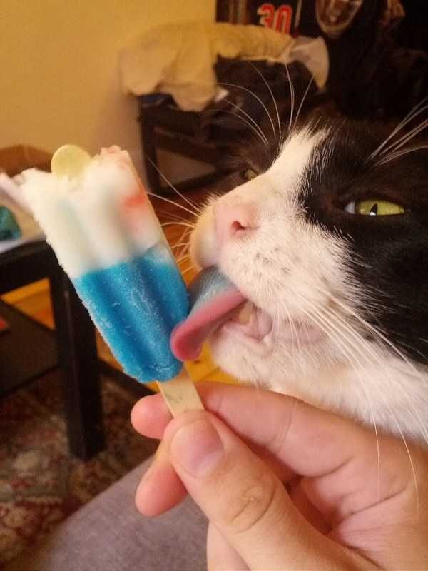 Get Ready For Funny Animals – Part 41 (49 photos)