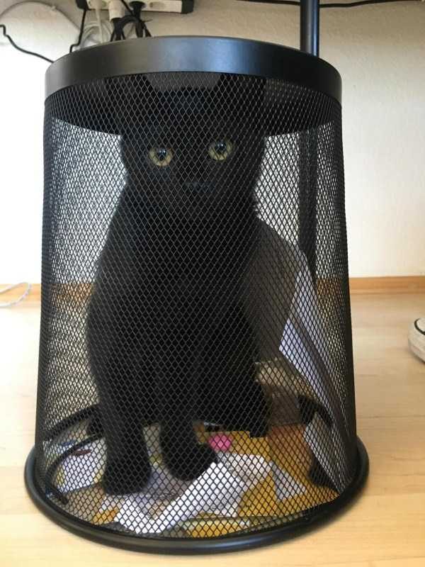 Get Ready For Funny Animals – Part 30 (45 photos)