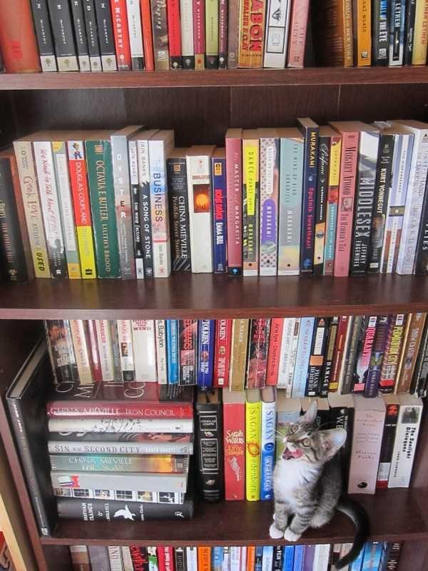 funny animals 33 9 600x800 Get Ready For Funny Animals – Part 37 (45 photos)