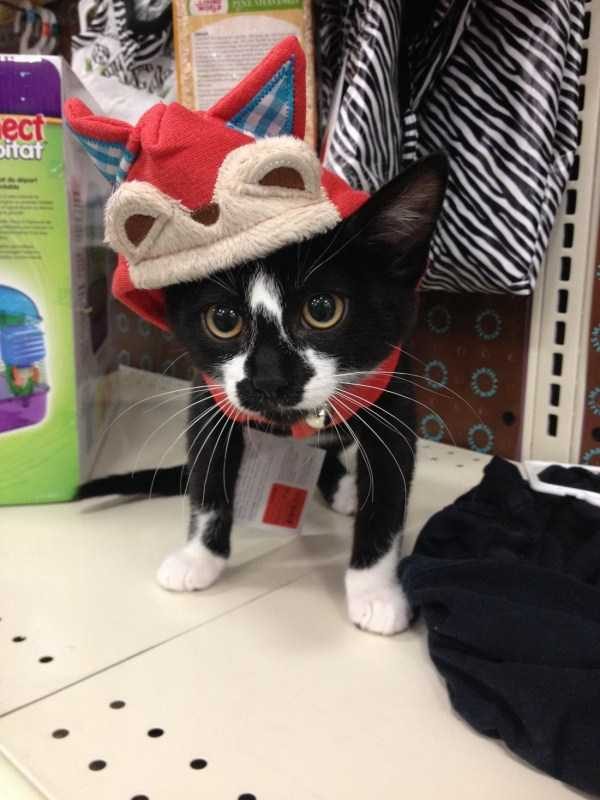 funny animals 34 1 600x800 Get Ready For Funny Animals – Part 29 (52 photos)