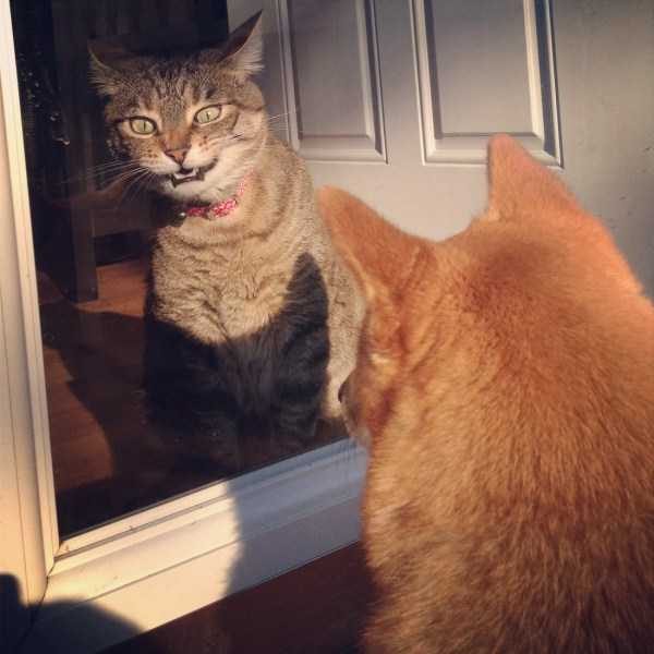 Get Ready For Funny Animals – Part 41 (49 photos)