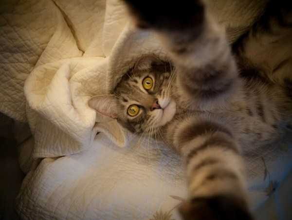 funny animals 34 5 600x451 funny animals 34 5 600x451