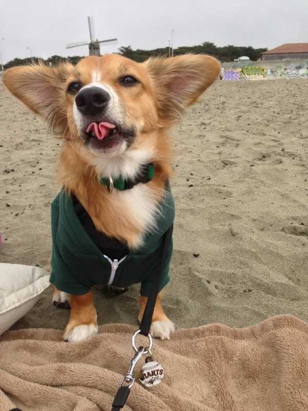 Get Ready For Funny Animals – Part 36 (56 photos)