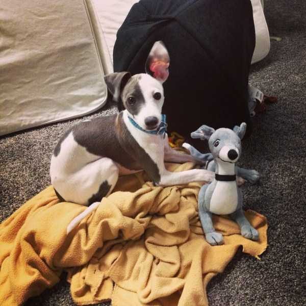 Get Ready For Funny Animals – Part 41 (49 photos)