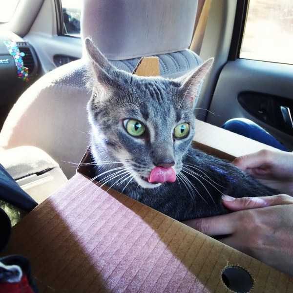 Get Ready For Funny Animals – Part 36 (56 photos)