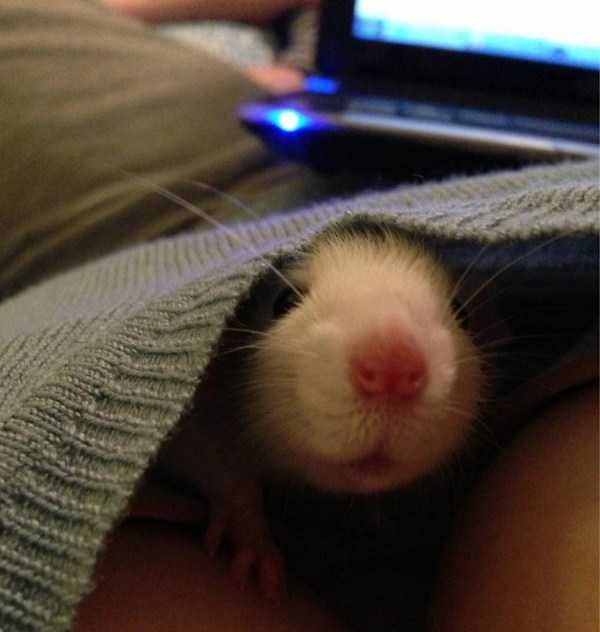 funny animals 36 1 600x632 Get Ready For Funny Animals – Part 29 (52 photos)