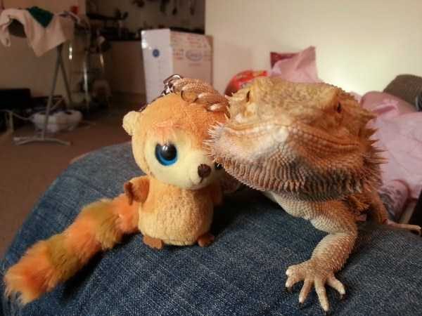 Get Ready For Funny Animals – Part 41 (49 photos)