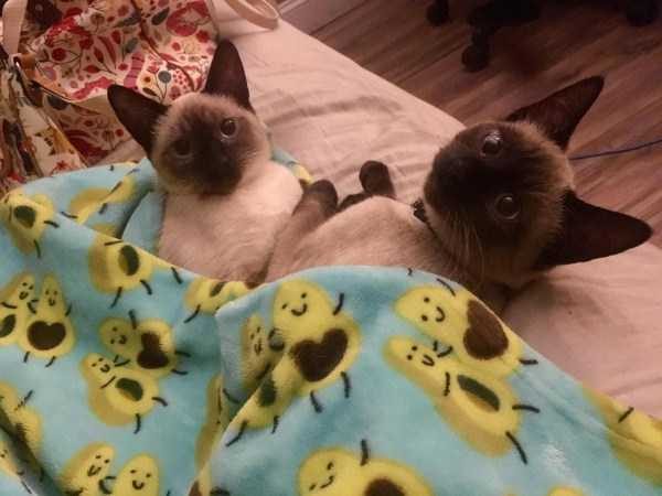 Get Ready For Funny Animals – Part 30 (45 photos)