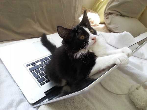 funny animals 36 9 600x450 Get Ready For Funny Animals – Part 37 (45 photos)