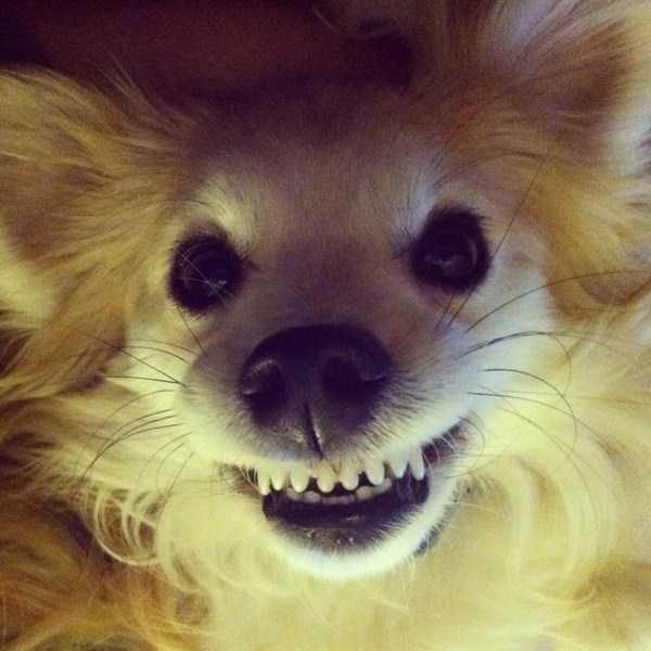 funny animals 37 1 600x600 Get Ready For Funny Animals – Part 29 (52 photos)