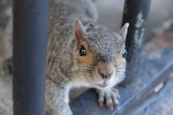 Get Ready For Funny Animals – Part 41 (49 photos)