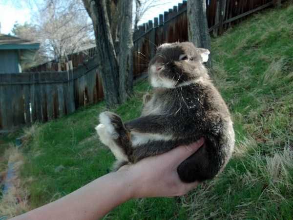 funny animals 38 1 600x451 Get Ready For Funny Animals – Part 29 (52 photos)