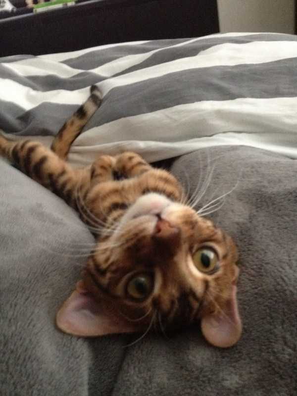 Get Ready For Funny Animals – Part 36 (56 photos)