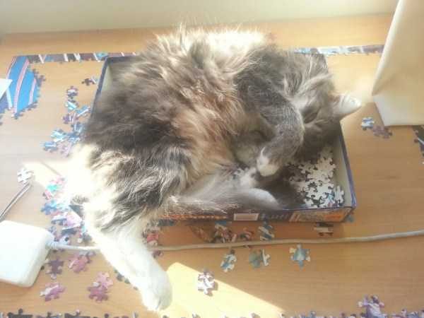 Get Ready For Funny Animals – Part 36 (56 photos)