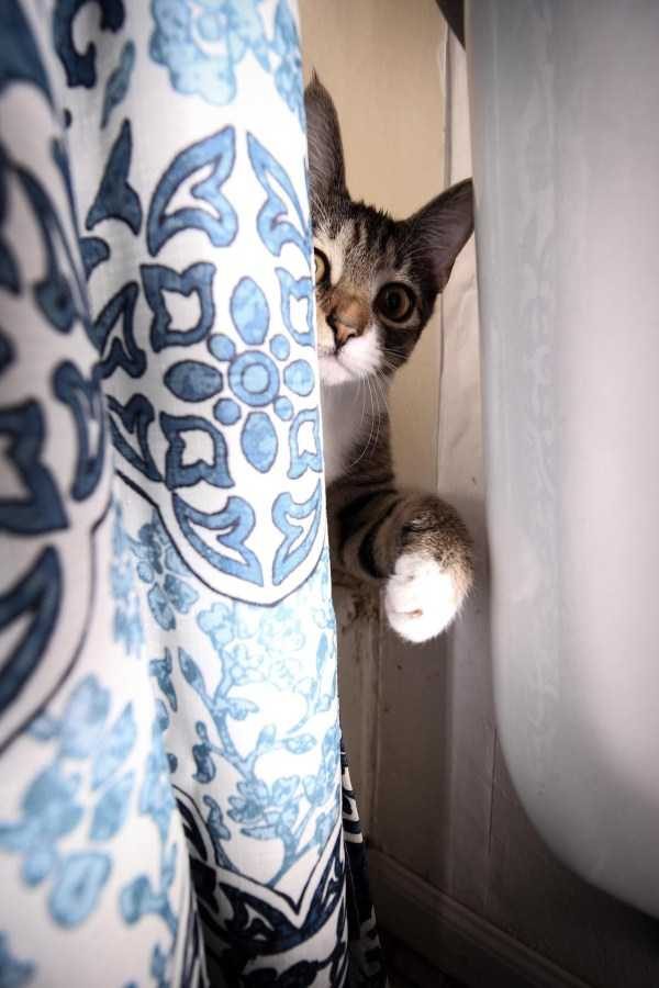 funny animals 39 9 600x900 Get Ready For Funny Animals – Part 37 (45 photos)