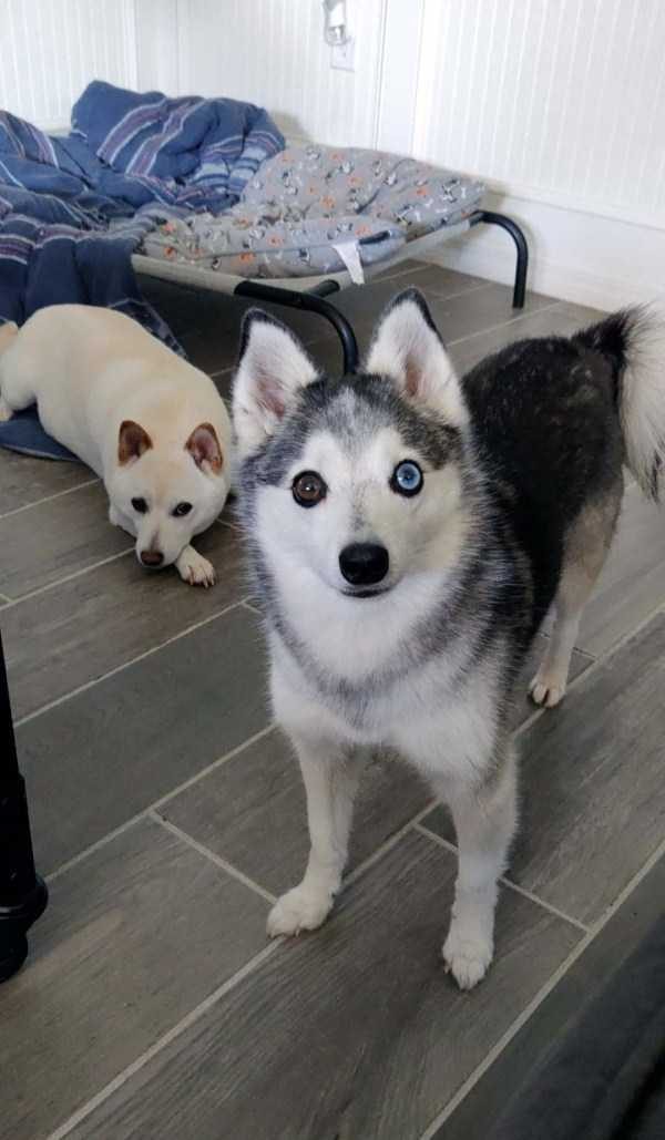 Get Ready For Funny Animals – Part 41 (49 photos)