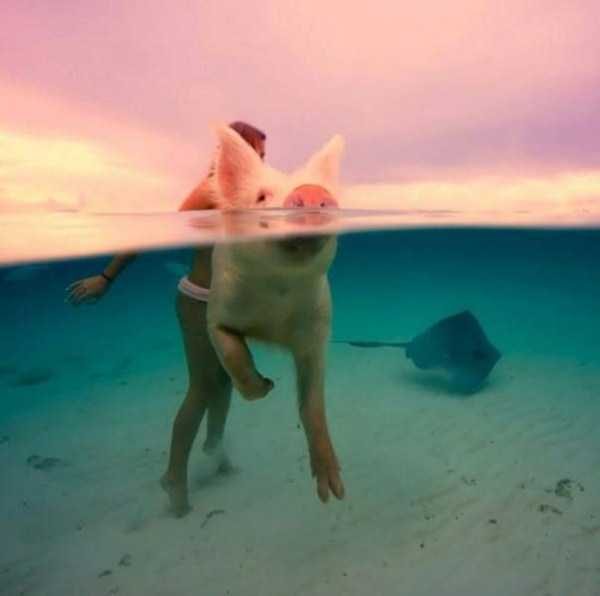 funny animals 4 9 600x596 Get Ready For Funny Animals – Part 37 (45 photos)