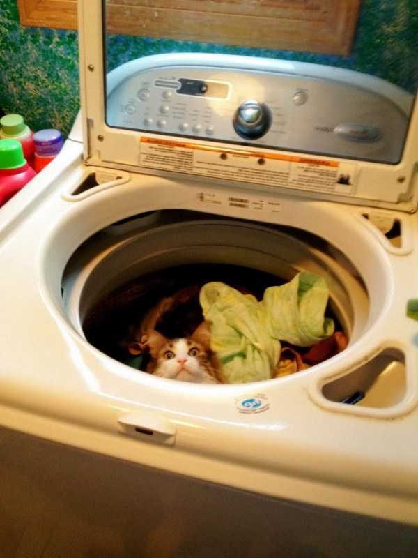 funny animals 40 1 600x800 Get Ready For Funny Animals – Part 29 (52 photos)