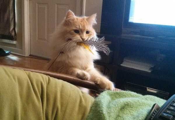 Get Ready For Funny Animals – Part 36 (56 photos)