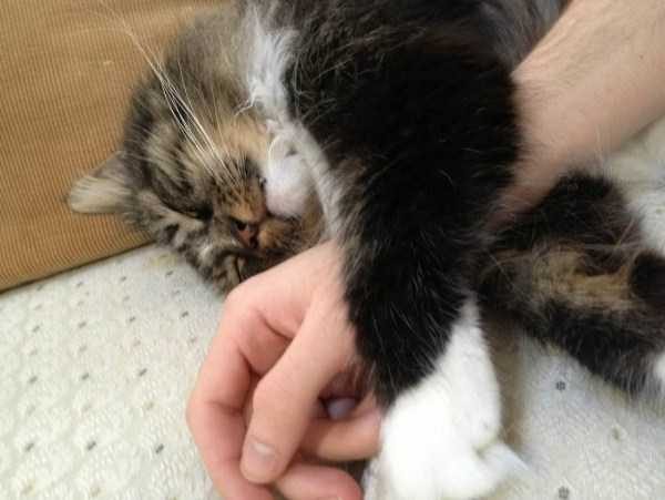 funny animals 41 1 600x451 Get Ready For Funny Animals – Part 29 (52 photos)