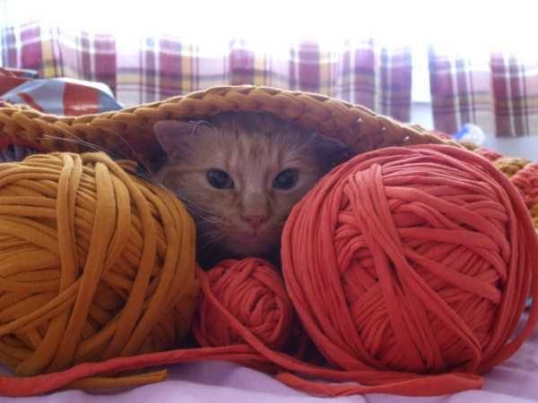 Get Ready For Funny Animals – Part 41 (49 photos)