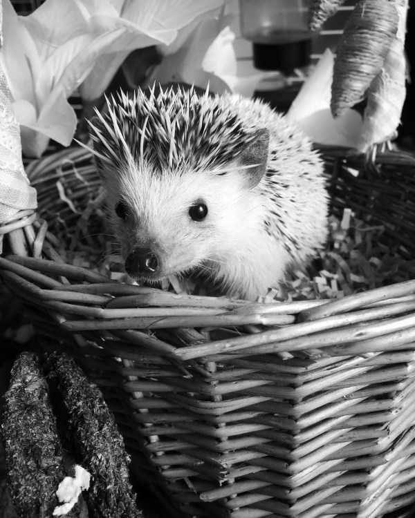 Get Ready For Funny Animals – Part 30 (45 photos)